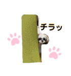 シーズーのむーちゃんスタンプ♡（個別スタンプ：18）