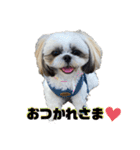 シーズーのむーちゃんスタンプ♡（個別スタンプ：19）