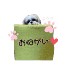 シーズーのむーちゃんスタンプ♡（個別スタンプ：20）