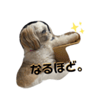 シーズーのむーちゃんスタンプ♡（個別スタンプ：26）