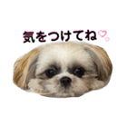 シーズーのむーちゃんスタンプ♡（個別スタンプ：32）