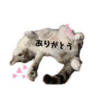 寝転ぶネコスタンプ（個別スタンプ：4）