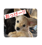 ロイ＆ぷぅ太（個別スタンプ：5）