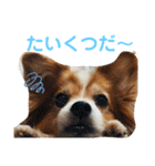 ちょったん（個別スタンプ：21）