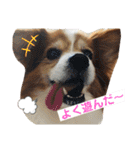ちょったん（個別スタンプ：33）