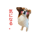 ちょったん（個別スタンプ：34）