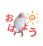 白文鳥の挨拶♡（個別スタンプ：1）