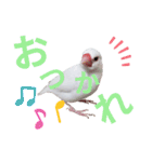 白文鳥の挨拶♡（個別スタンプ：2）