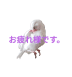 白文鳥の挨拶♡（個別スタンプ：3）