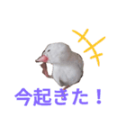 白文鳥の挨拶♡（個別スタンプ：4）