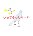 白文鳥の挨拶♡（個別スタンプ：6）