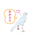 白文鳥の挨拶♡（個別スタンプ：8）