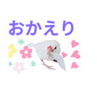 白文鳥の挨拶♡（個別スタンプ：9）