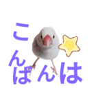 白文鳥の挨拶♡（個別スタンプ：10）