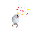 白文鳥の挨拶♡（個別スタンプ：13）