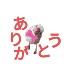 白文鳥の挨拶♡（個別スタンプ：14）