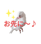 白文鳥の挨拶♡（個別スタンプ：15）