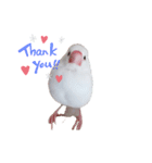 白文鳥の挨拶♡（個別スタンプ：16）