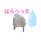白文鳥の挨拶♡（個別スタンプ：17）