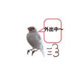 白文鳥の挨拶♡（個別スタンプ：19）