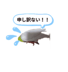 白文鳥の挨拶♡（個別スタンプ：20）