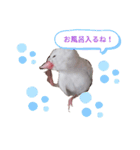 白文鳥の挨拶♡（個別スタンプ：22）