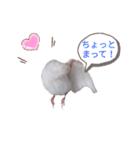 白文鳥の挨拶♡（個別スタンプ：23）