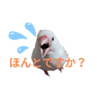 白文鳥の挨拶♡（個別スタンプ：24）