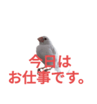 白文鳥の挨拶♡（個別スタンプ：25）