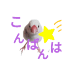 白文鳥の挨拶♡（個別スタンプ：27）