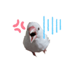 白文鳥の挨拶♡（個別スタンプ：28）