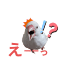 白文鳥の挨拶♡（個別スタンプ：30）