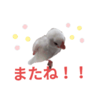 白文鳥の挨拶♡（個別スタンプ：31）