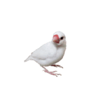 白文鳥の挨拶♡（個別スタンプ：36）