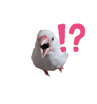 白文鳥の挨拶♡（個別スタンプ：39）