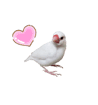白文鳥の挨拶♡（個別スタンプ：40）