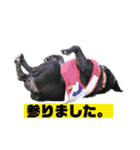 フレブルのデンです（個別スタンプ：6）