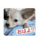 ♡ロイ＆ぷぅ♡（個別スタンプ：1）
