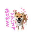 ごきげんラテポン（個別スタンプ：1）