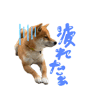 ごきげんラテポン（個別スタンプ：4）