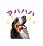 バーニーズマウンテンドッグのZIKIさん（個別スタンプ：1）