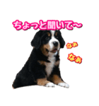 バーニーズマウンテンドッグのZIKIさん（個別スタンプ：2）
