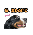バーニーズマウンテンドッグのZIKIさん（個別スタンプ：5）