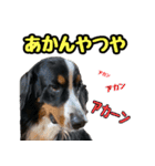 バーニーズマウンテンドッグのZIKIさん（個別スタンプ：6）