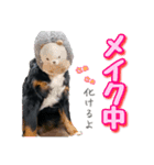 バーニーズマウンテンドッグのZIKIさん（個別スタンプ：8）