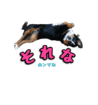 バーニーズマウンテンドッグのZIKIさん（個別スタンプ：10）