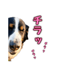 バーニーズマウンテンドッグのZIKIさん（個別スタンプ：13）