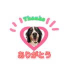 バーニーズマウンテンドッグのZIKIさん（個別スタンプ：14）