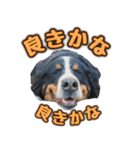 バーニーズマウンテンドッグのZIKIさん（個別スタンプ：15）