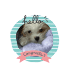 あさdog（個別スタンプ：1）